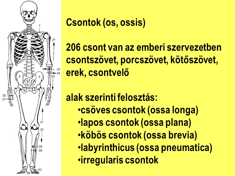 Csontok (os, ossis) 206 csont van az emberi szervezetben. csontszövet, porcszövet, kötőszövet, erek, csontvelő.