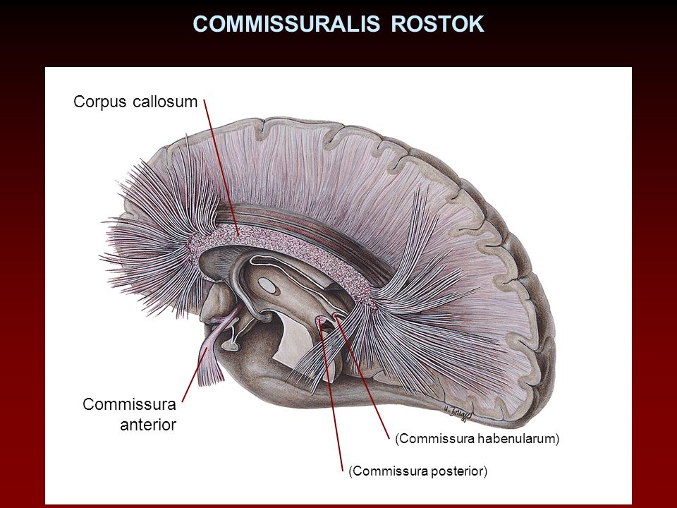 COMMISSURALIS ROSTOK Corpus callosum Commissura anterior