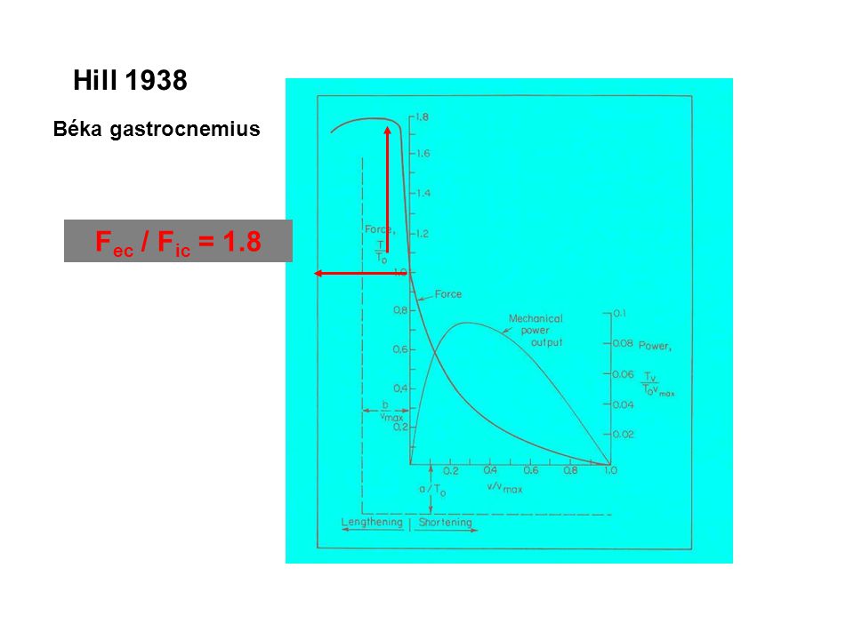 Hill 1938 Béka gastrocnemius Fec / Fic = 1.8