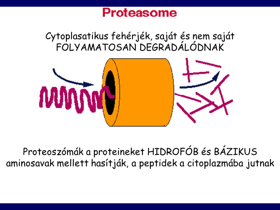 Cytoplasatikus fehérjék, saját és nem saját FOLYAMATOSAN DEGRADÁLÓDNAK