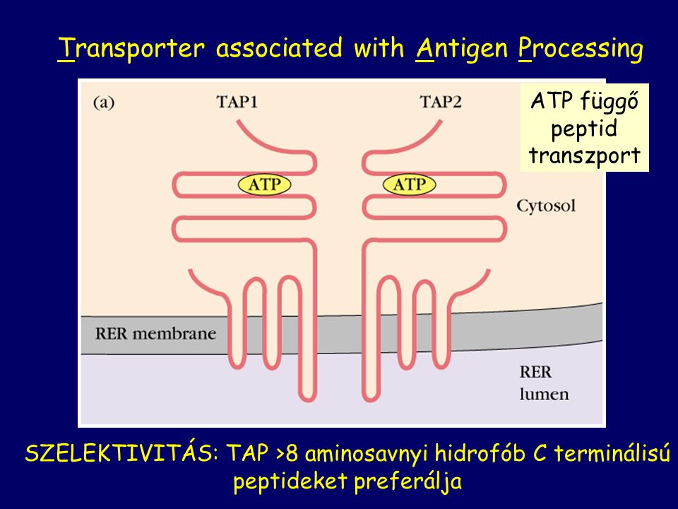 Transporter associated with Antigen Processing