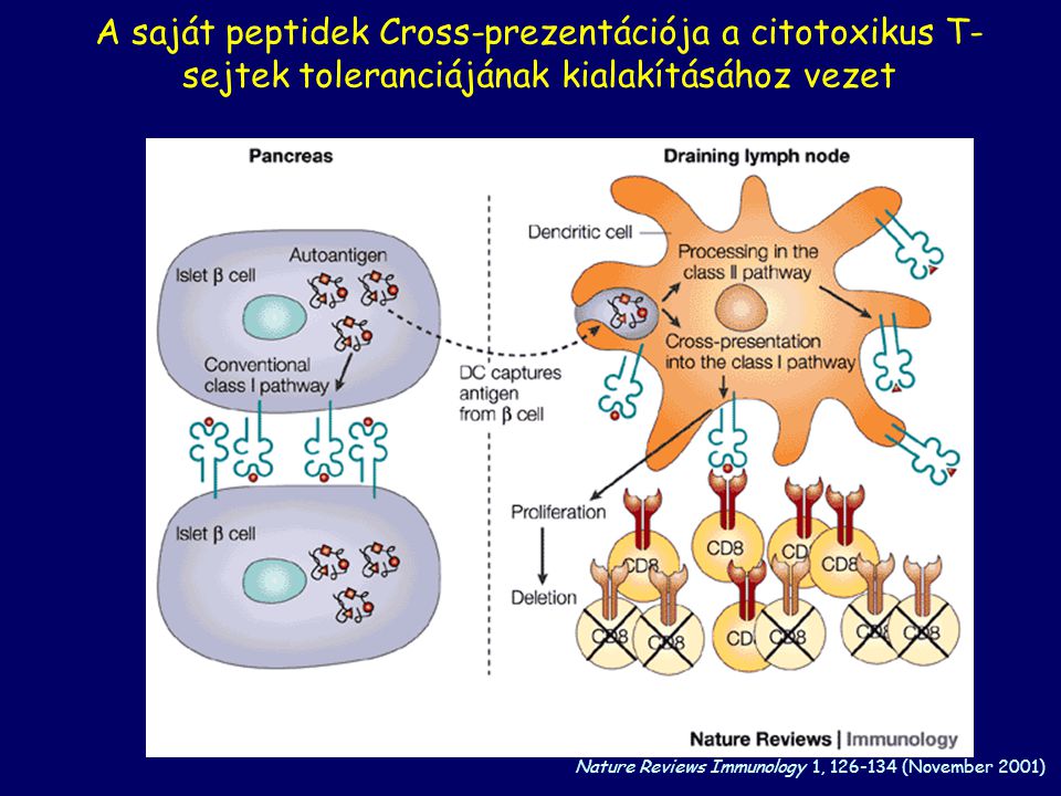 A saját peptidek Cross-prezentációja a citotoxikus T-sejtek toleranciájának kialakításához vezet