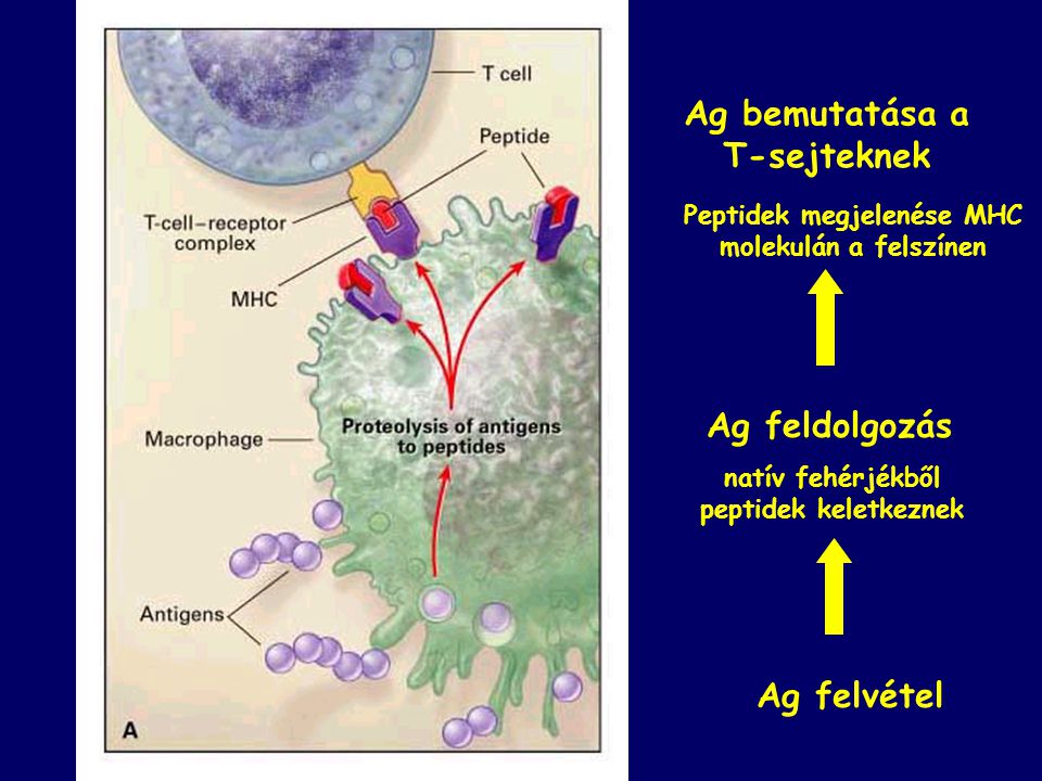 Ag bemutatása a T-sejteknek Ag feldolgozás Ag felvétel