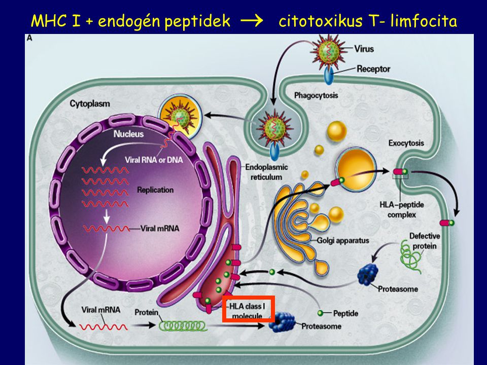 MHC I + endogén peptidek  citotoxikus T- limfocita