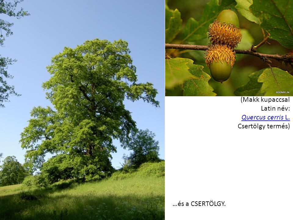 (Makk kupaccsal Latin név: Quercus cerris L. Csertölgy termés)