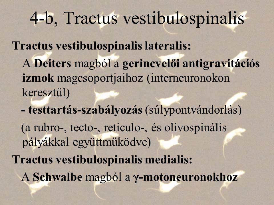 4-b, Tractus vestibulospinalis