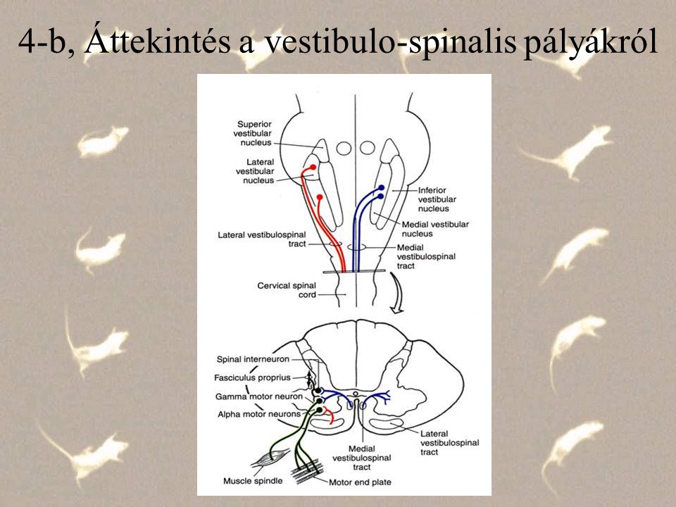 4-b, Áttekintés a vestibulo-spinalis pályákról