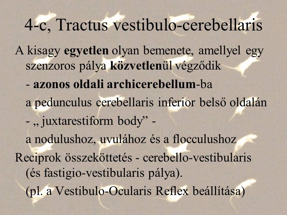 4-c, Tractus vestibulo-cerebellaris