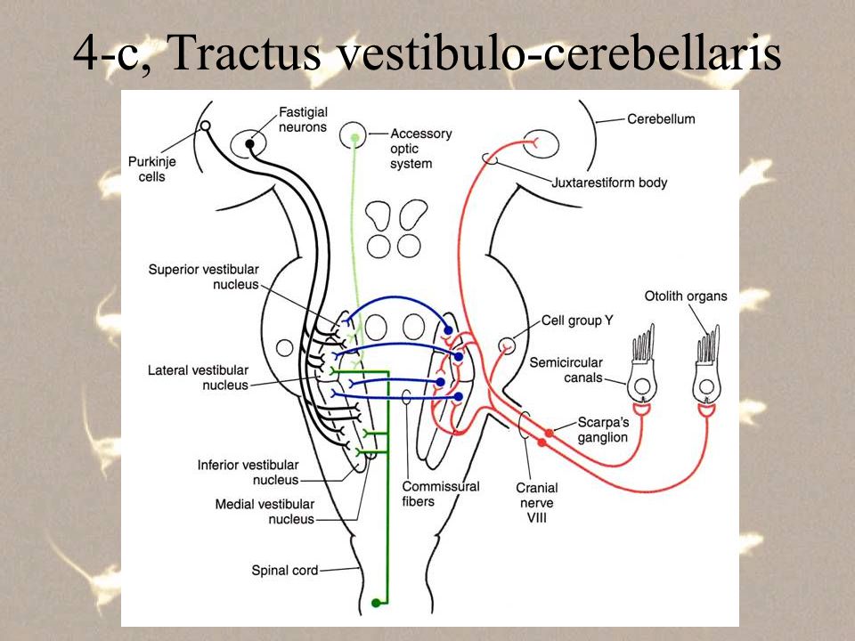 4-c, Tractus vestibulo-cerebellaris