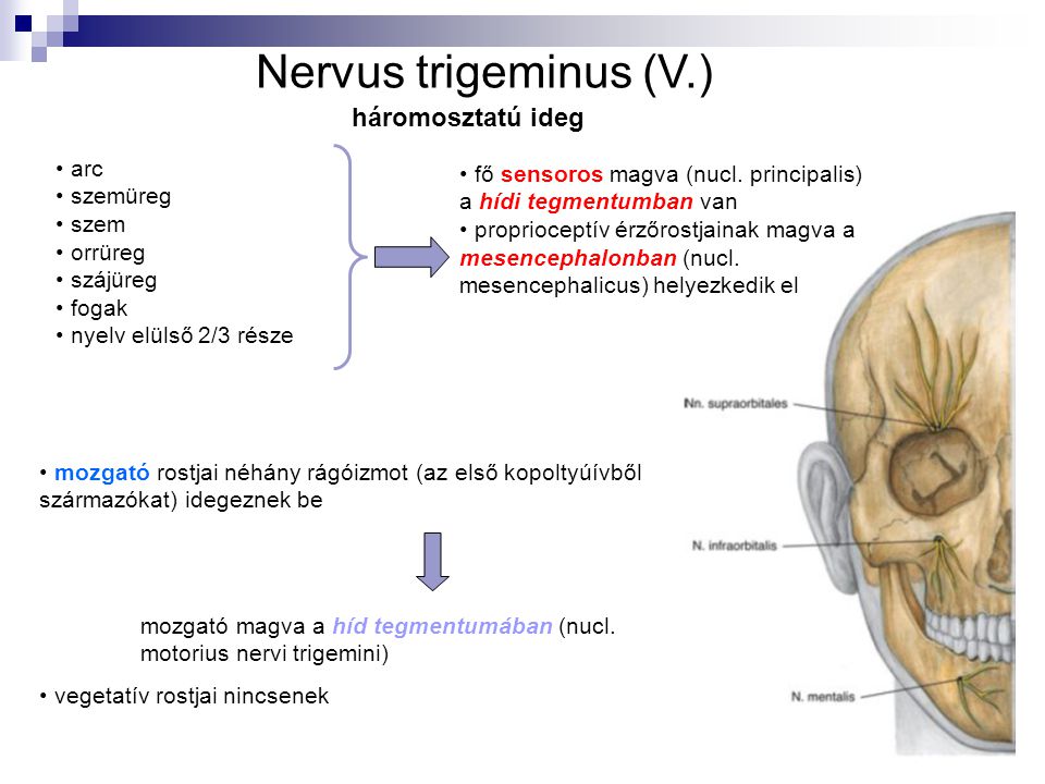 Nervus trigeminus (V.) háromosztatú ideg arc