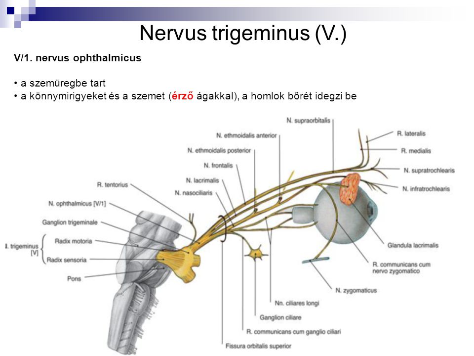 Nervus trigeminus (V.) V/1. nervus ophthalmicus a szemüregbe tart