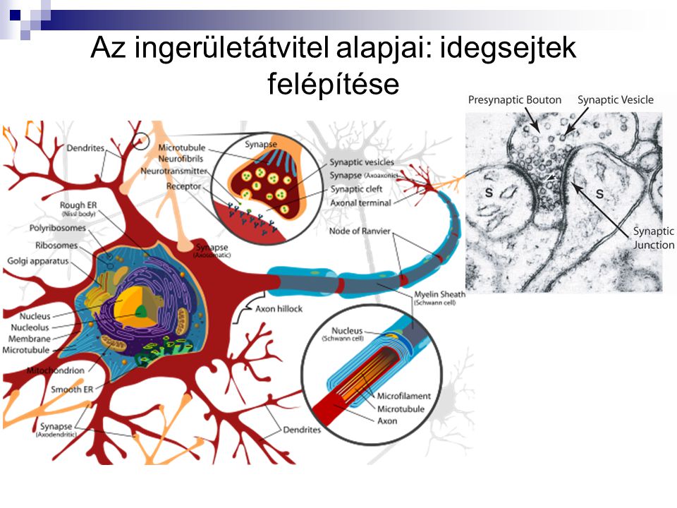 Az ingerületátvitel alapjai: idegsejtek felépítése