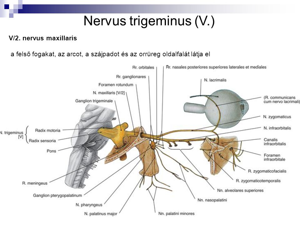 Nervus trigeminus (V.) V/2. nervus maxillaris