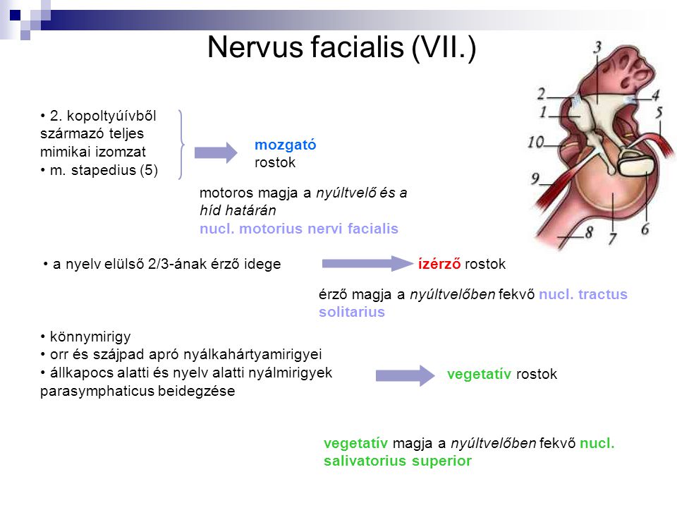 Nervus facialis (VII.) 2. kopoltyúívből származó teljes mimikai izomzat. m. stapedius (5) mozgató.