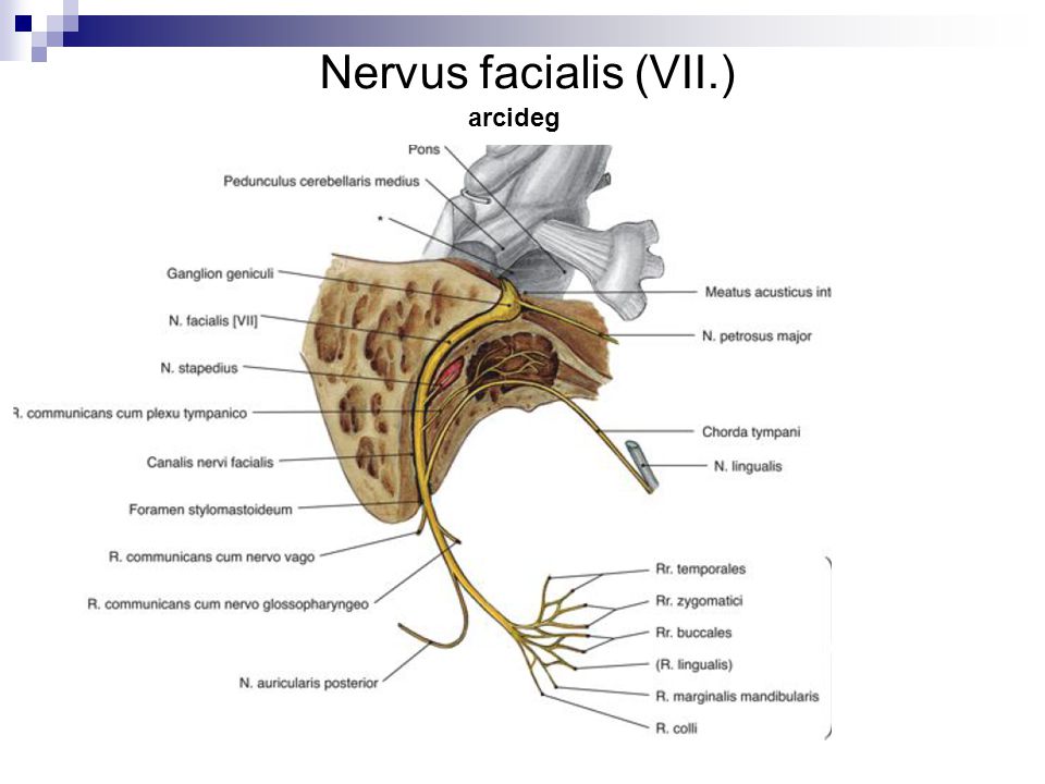 Nervus facialis (VII.) arcideg