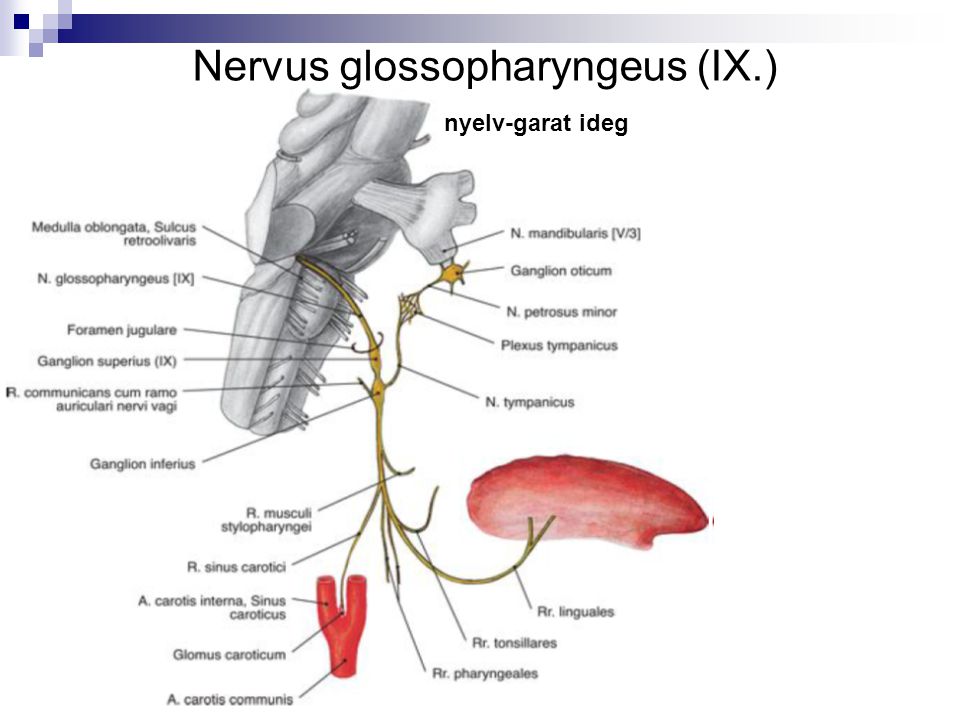 Nervus glossopharyngeus (IX.)