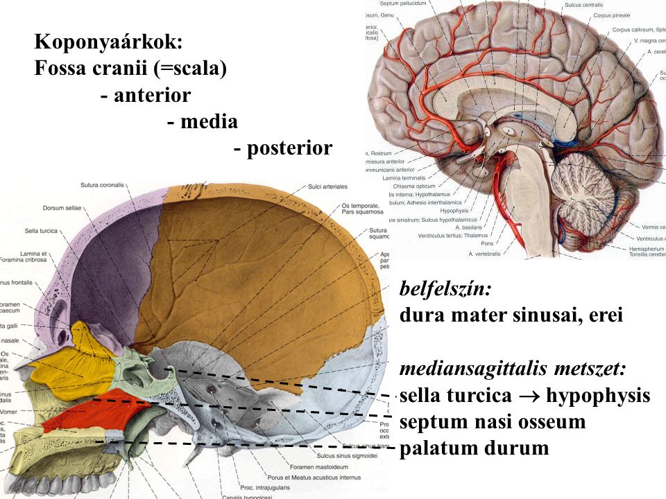 Koponyaárkok: Fossa cranii (=scala) - anterior. - media. - posterior. belfelszín: dura mater sinusai, erei.