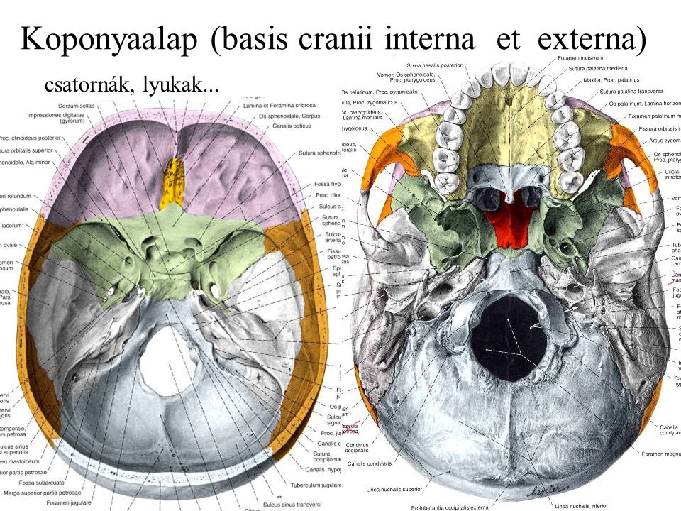 Koponyaalap (basis cranii interna et externa)