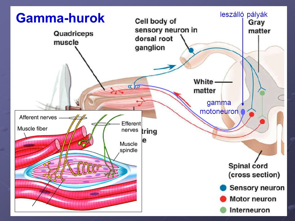 Gamma-hurok leszálló pályák gamma motoneuron