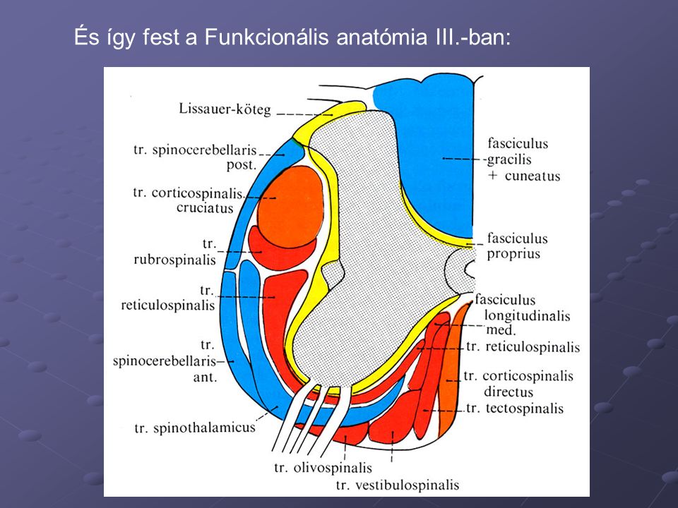 És így fest a Funkcionális anatómia III.-ban: