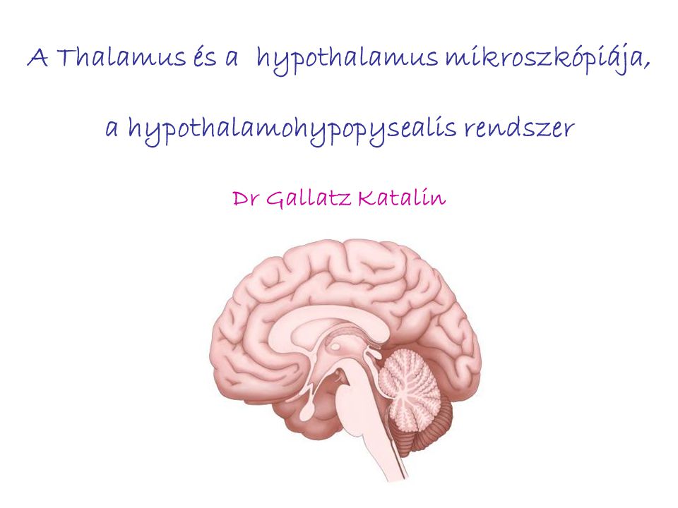 A Thalamus és a hypothalamus mikroszkópiája, a hypothalamohypopysealis rendszer Dr Gallatz Katalin