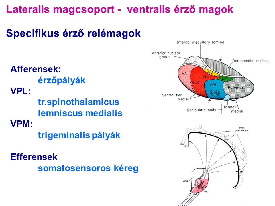 Lateralis magcsoport - ventralis érző magok Specifikus érző relémagok