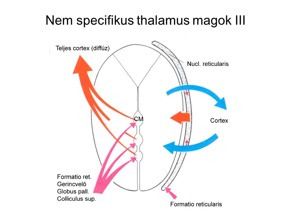 Nem specifikus thalamus magok III