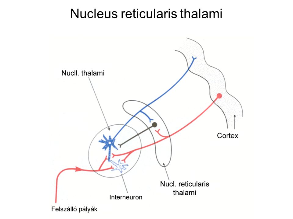 Nucleus reticularis thalami