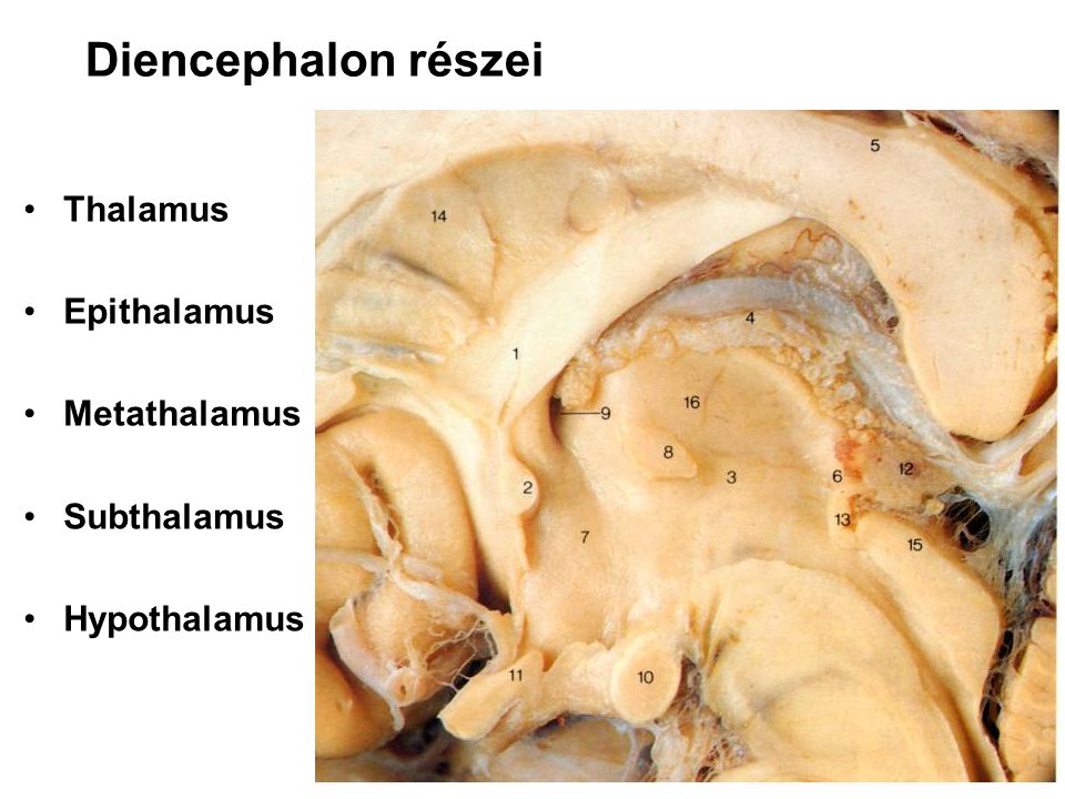 Diencephalon részei Thalamus Epithalamus Metathalamus Subthalamus
