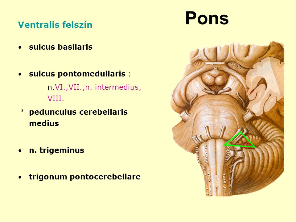 Pons Ventralis felszín sulcus basilaris sulcus pontomedullaris :