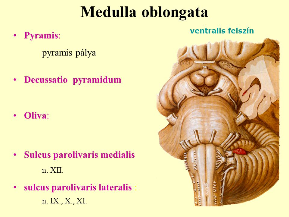 Medulla oblongata Pyramis: Decussatio pyramidum Oliva: