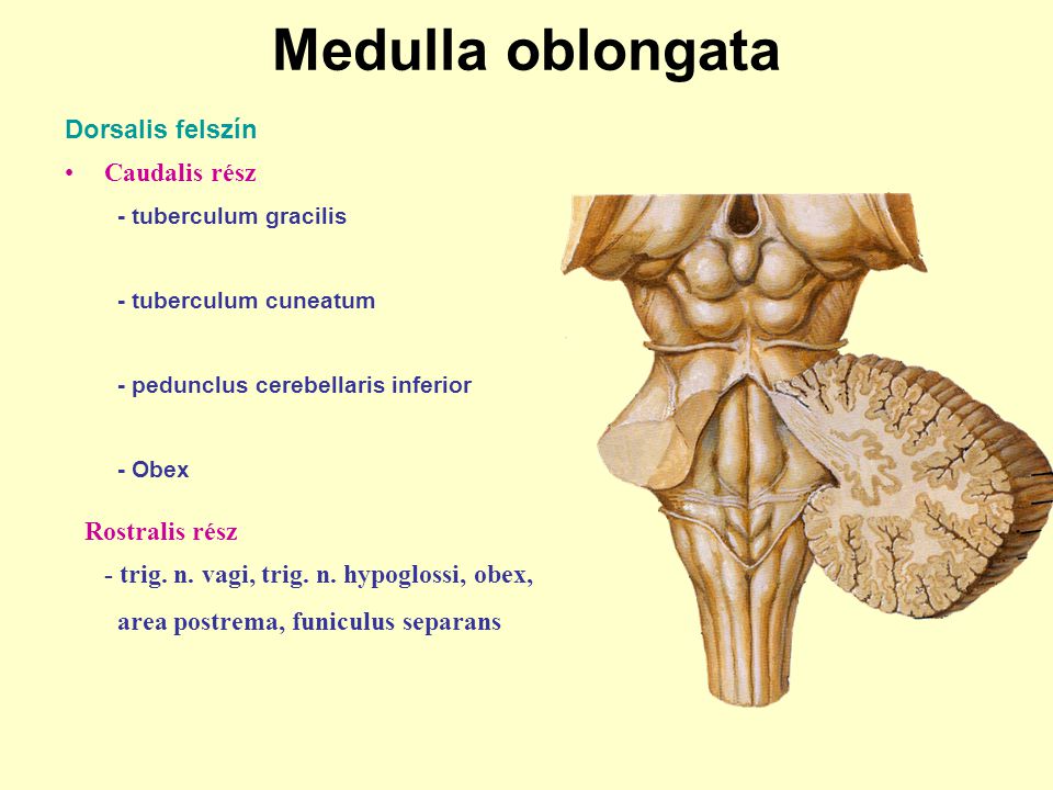 Medulla oblongata Dorsalis felszín Caudalis rész Rostralis rész