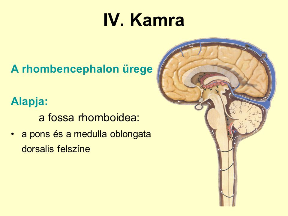 IV. Kamra A rhombencephalon ürege Alapja: a fossa rhomboidea: