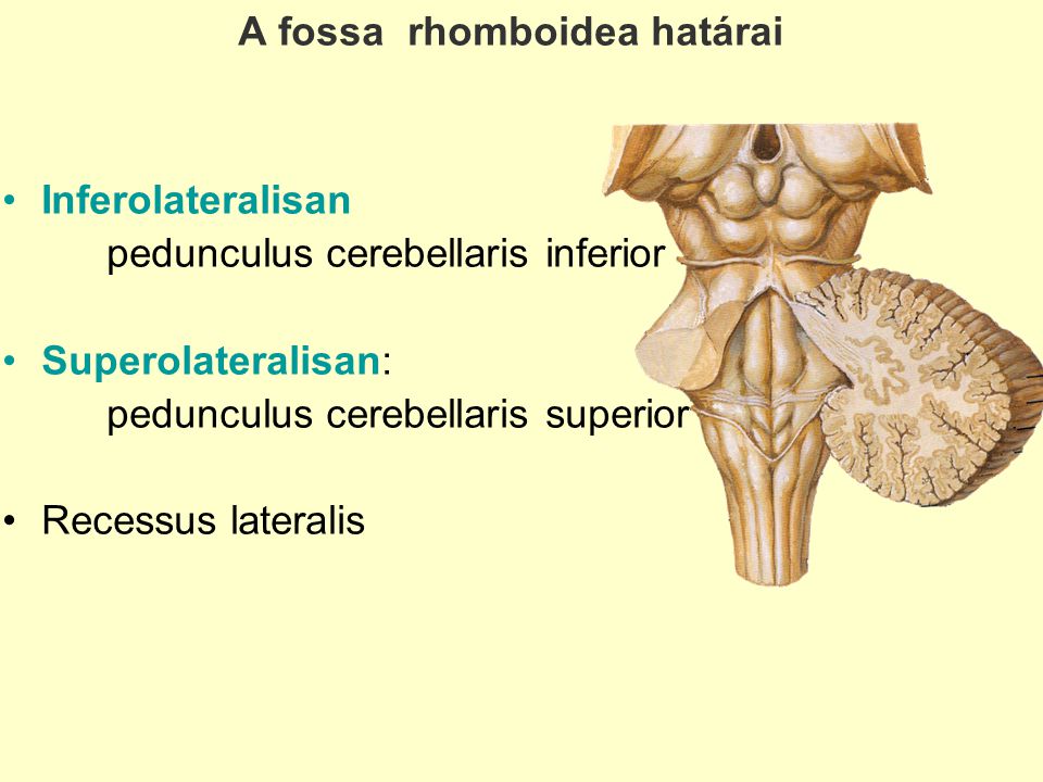 A fossa rhomboidea határai