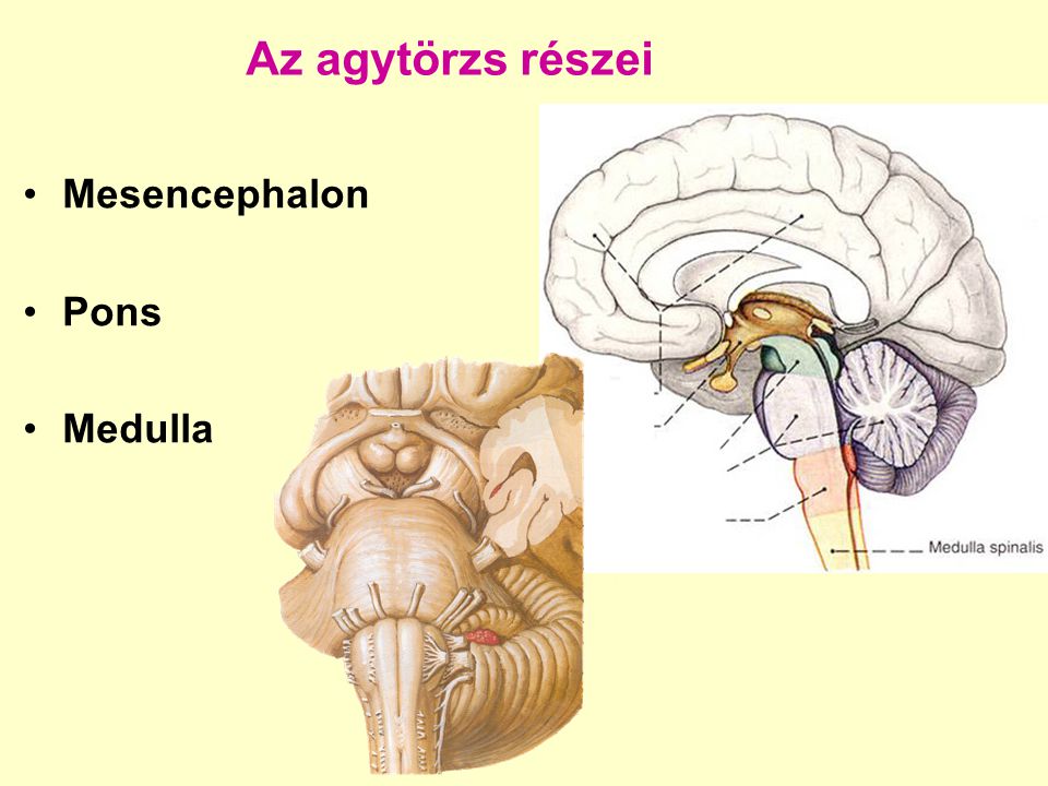 Az agytörzs részei Mesencephalon Pons Medulla