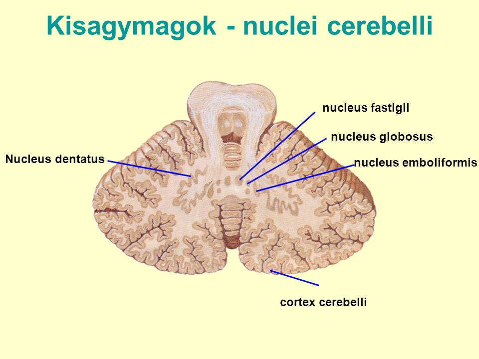 Kisagymagok - nuclei cerebelli