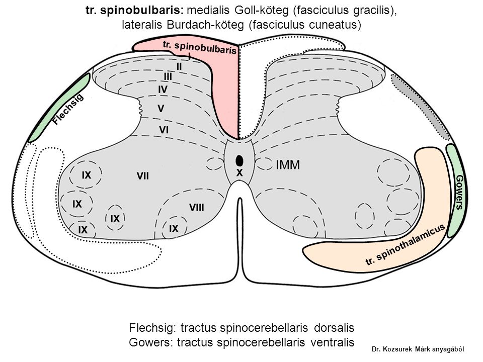 tr. spinobulbaris: medialis Goll-köteg (fasciculus gracilis),