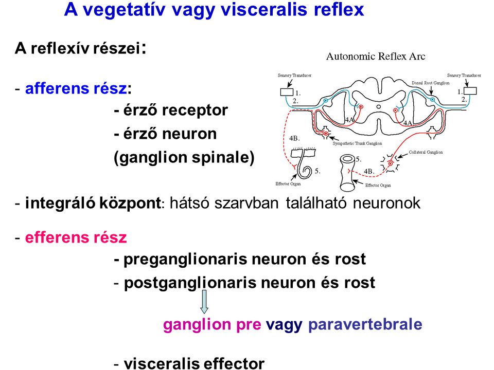 A vegetatív vagy visceralis reflex