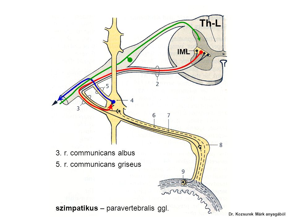 Th-L IML 3. r. communicans albus 5. r. communicans griseus