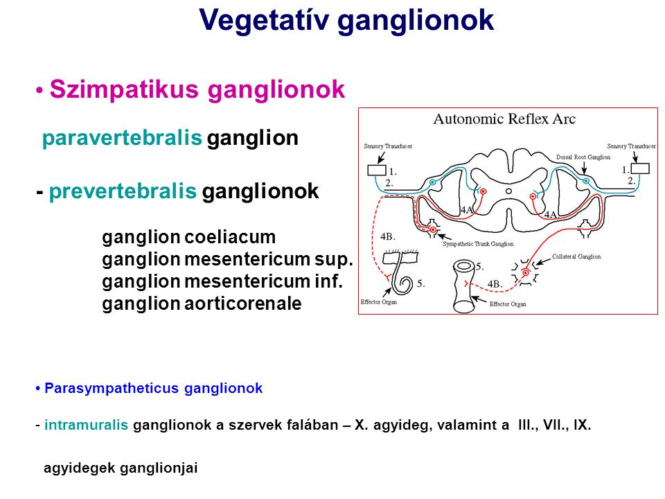 Vegetatív ganglionok • Szimpatikus ganglionok