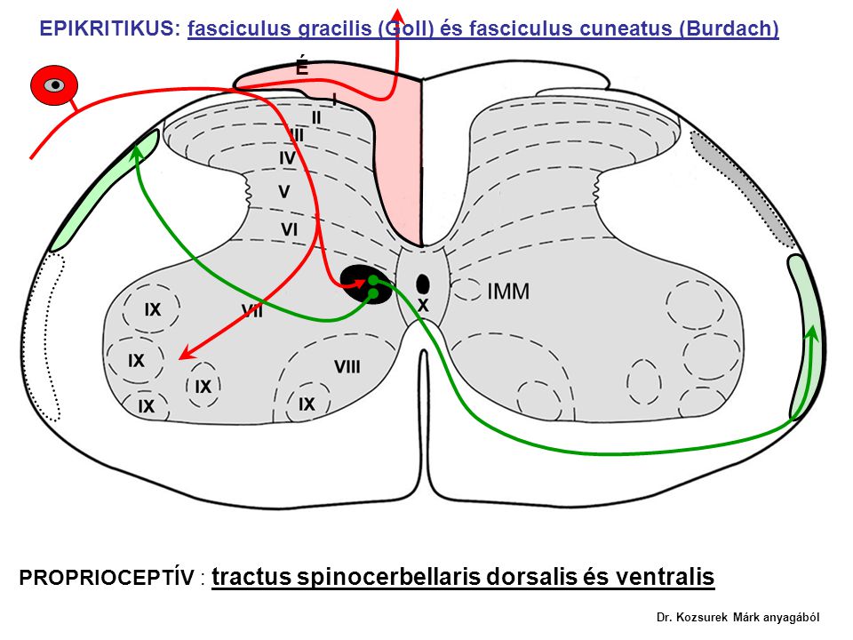 PROPRIOCEPTÍV : tractus spinocerbellaris dorsalis és ventralis