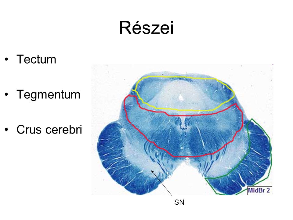 Részei Tectum Tegmentum Crus cerebri SN