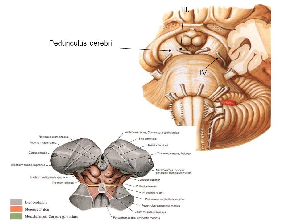 III. Pedunculus cerebri IV.