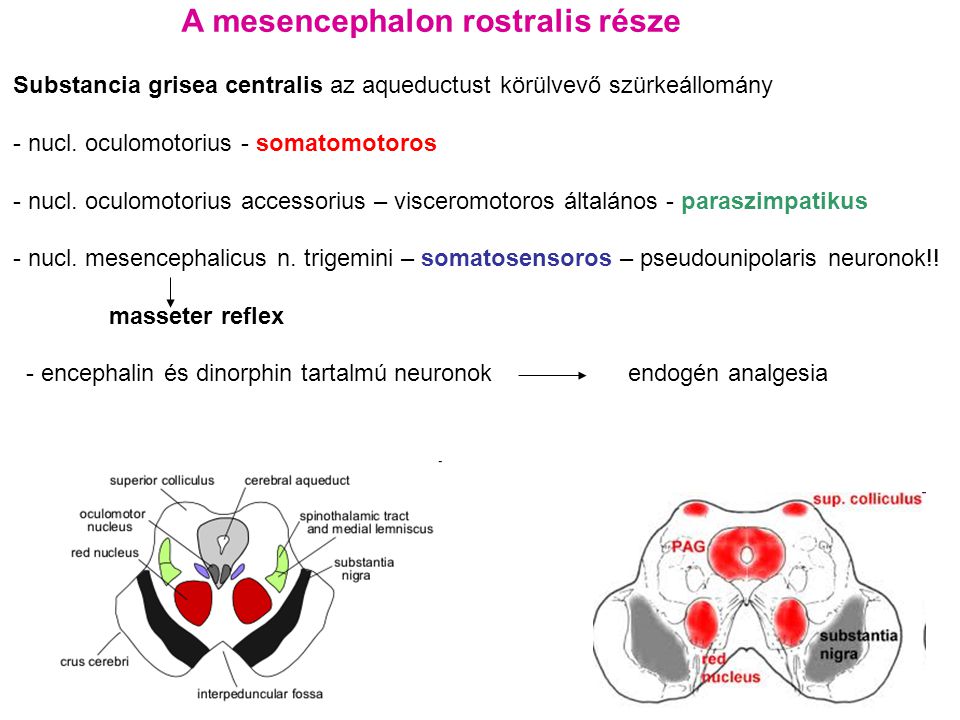A mesencephalon rostralis része