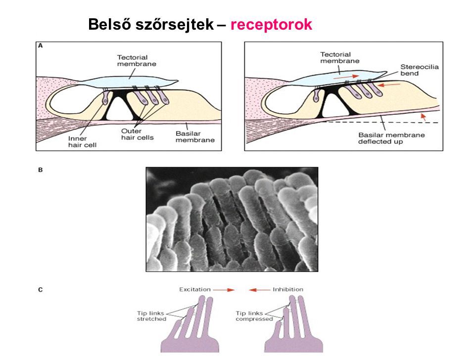 Belső szőrsejtek – receptorok