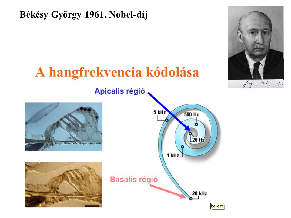 Békésy György Nobel-díj