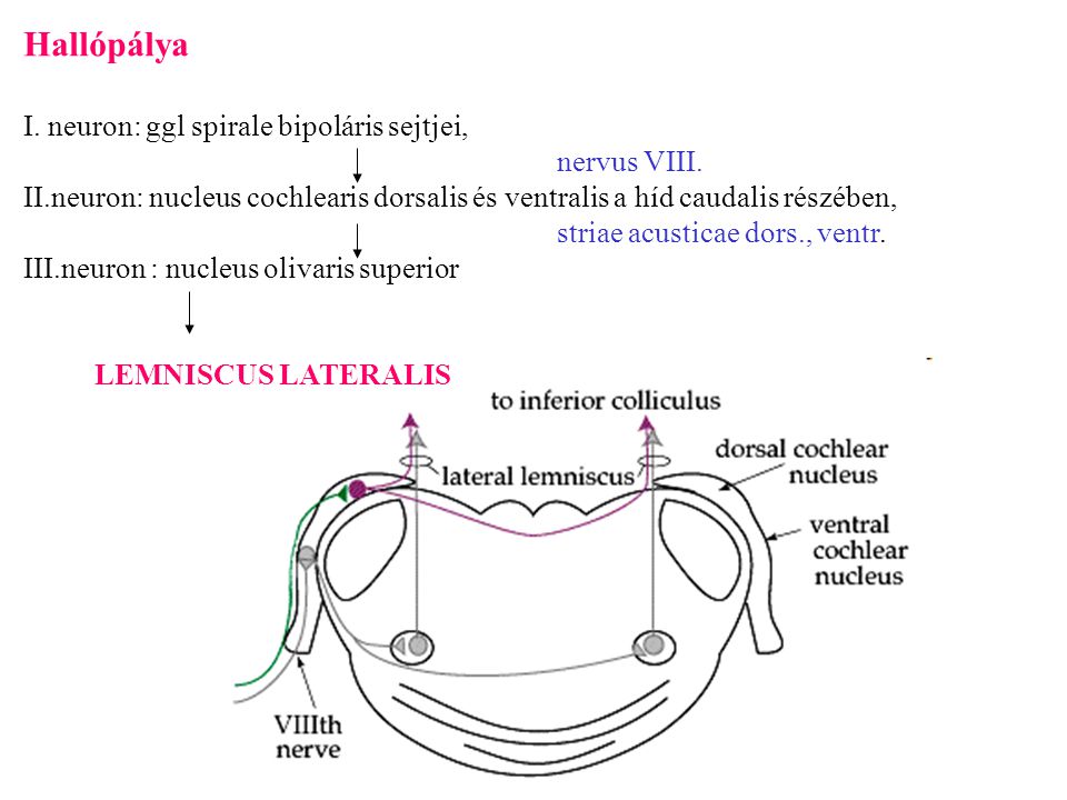 Hallópálya I. neuron: ggl spirale bipoláris sejtjei, nervus VIII.