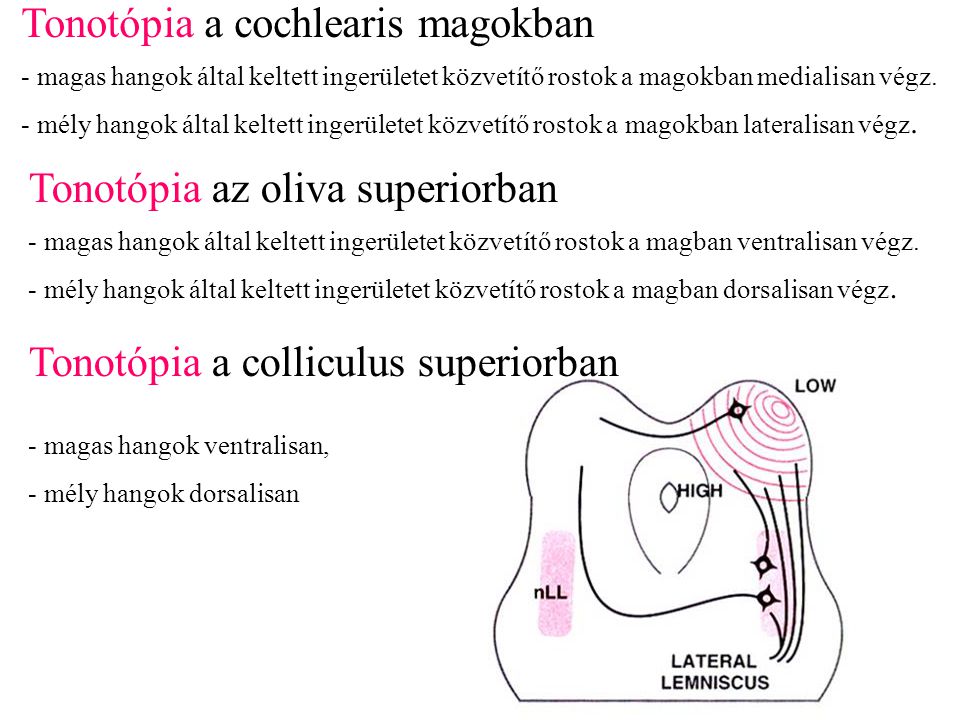 Tonotópia a cochlearis magokban