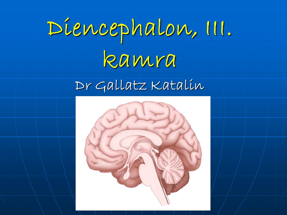 Diencephalon, III. kamra Dr Gallatz Katalin