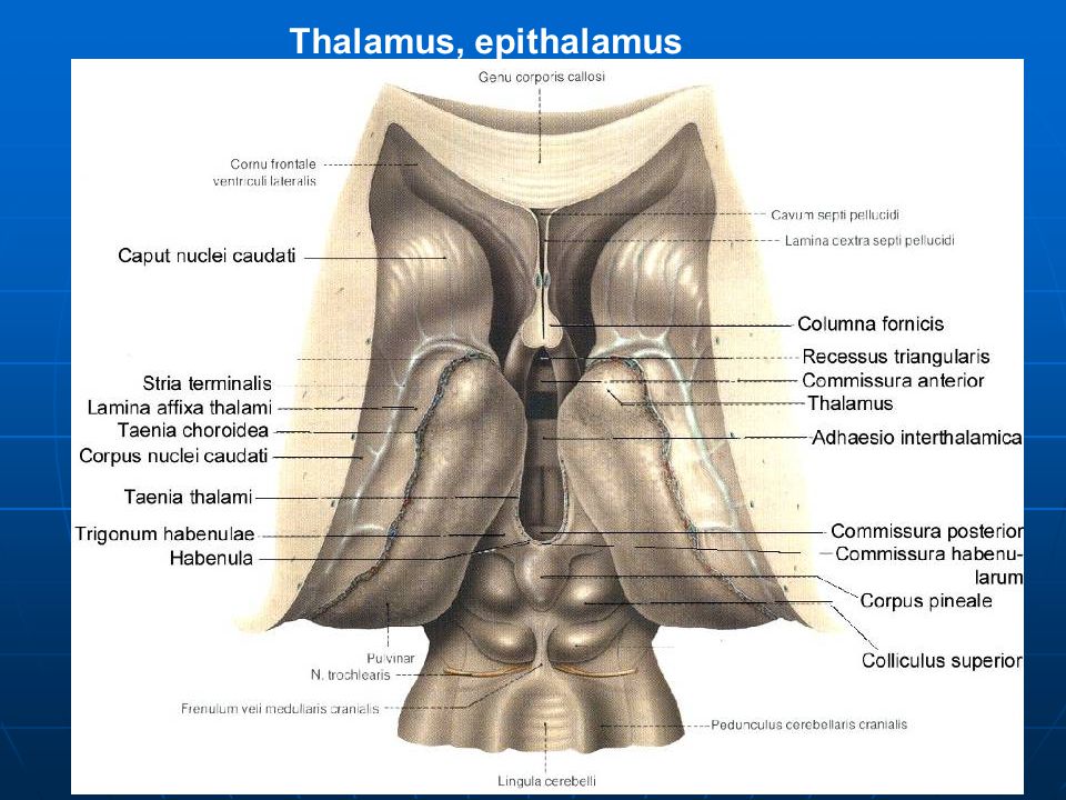 Thalamus, epithalamus
